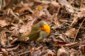 Robin bird sitting in wildlife 