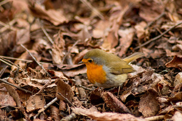Robin bird sitting in wildlife 
