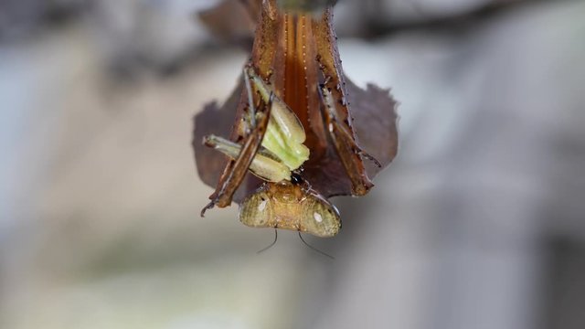 Dead Leaf Mantis, Deroplatys desiccata; hanging upside down while eating a lower part of the body of a Grasshopper.