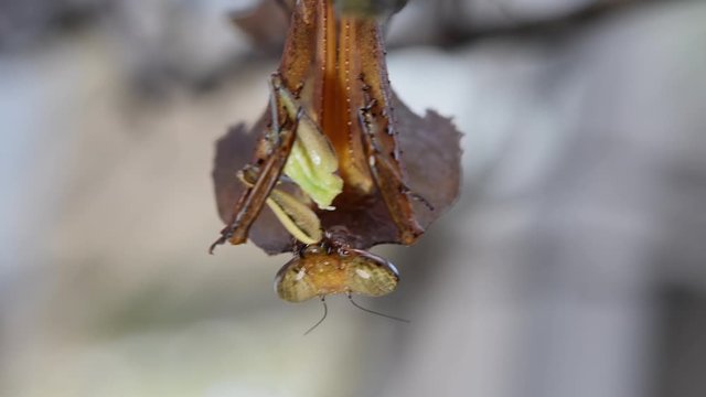 Dead Leaf Mantis, Deroplatys desiccata; hanging upside down while its left foreleg holding on body parts of a Grasshopper while eating a limb.