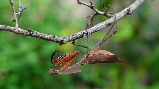 Dead Leaf Mantis, Deroplatys desiccata; hanging on a twig while moving one of its leg forward.
