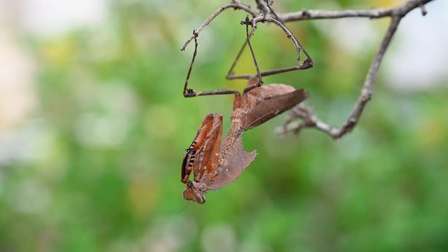 Dead Leaf Mantis, Deroplatys desiccata; hanging upside down while swaying gently with a soft wind pretending like a dead leaf.