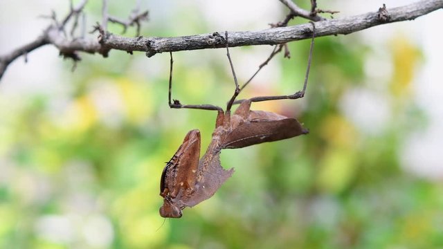 Dead Leaf Mantis, Deroplatys desiccata; hanging upside down on a twig, mouth moving, forelegs sticking to its body, while swinging with a gentle wind like a dead leaf.