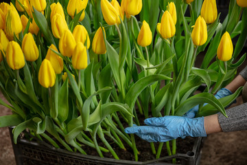 Growing tulips in a greenhouse - crafted manufacture for your celebration. Selected spring flowers...