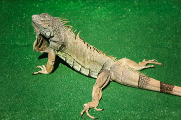 A male green iguana or american iguana with spines and dewlap a large neck bag