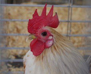 Close up of the head of a white rooster