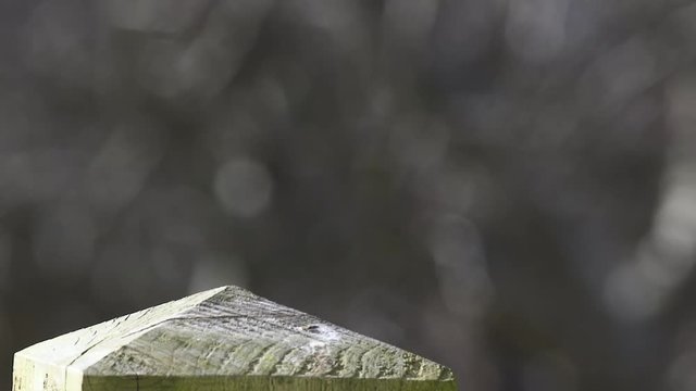 A female Chaffinch lands on a fence post before flying away.