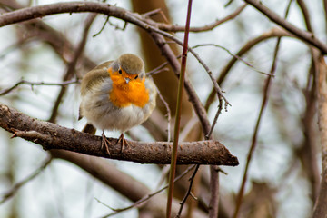 Robin bird sitting in wildlife 