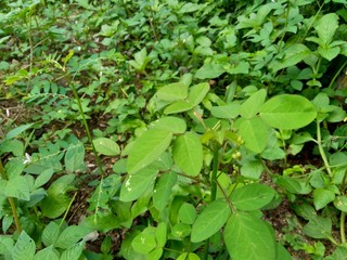 Green weeds grass in the nature background