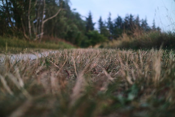 Trees in the forest