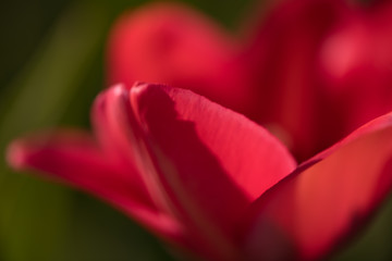 Blur Macro shot of petals of one beautiful red tulip outdoor