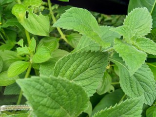 Green weeds grass in the nature background