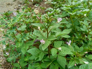 Green weeds grass in the nature background