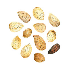 Set of almonds on a white background. Peeled nuts and whole nuts in shell. Drawing with colored pencils.