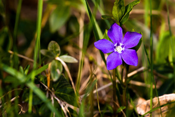 Purple flower in the grass