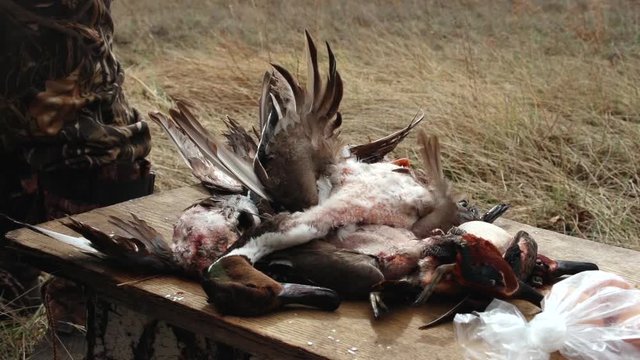 Few dead ducks lie on hunting table, hunting in fields, corpses of birds, shot for fun, hobbies, blood, strong wind fluttering wings of ducks, yellow dry grass around, autumn season of bird migration