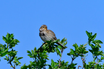 Grauammer auf einer Sitzwarte