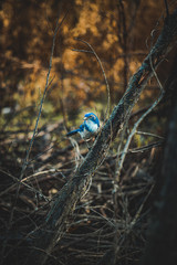 Bluejay