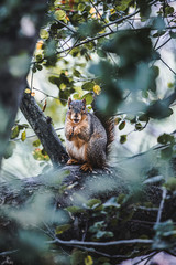 squirrel