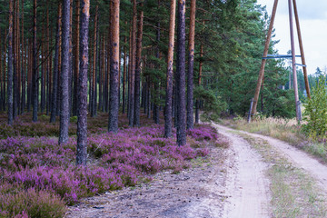 in the pine forest, the heather blossoms in purple along the side of the road