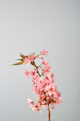 Pink flowers on light grey background