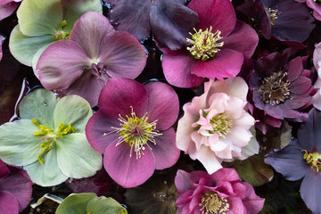 Mixed colour Hellebore flowers floating on water, photographed from above. Hellebores are winter...