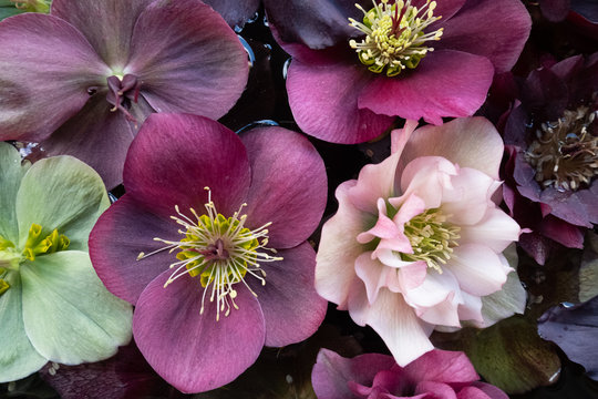 Mixed colour Hellebore flowers floating on water, photographed from above. Hellebores are winter flowering plants and are sometimes known as Christmas rose. 