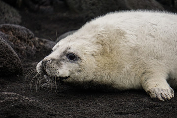 Young grey seal pup in Iceland