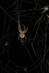 Spider