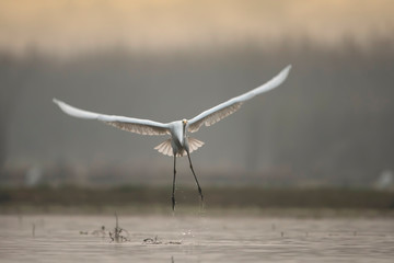 Great Egret taking off