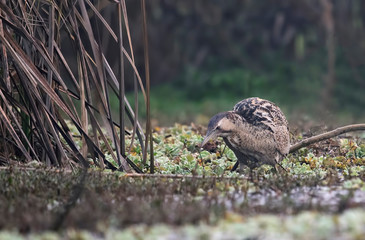 Eurasian bittern Botaurus stellaris
