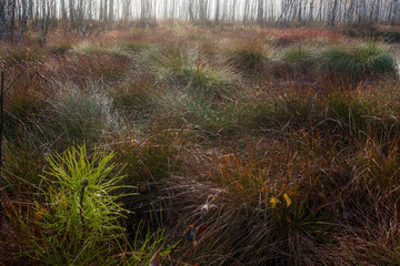 Twisted Grass