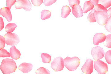 Fresh pink rose petals on white background, top view