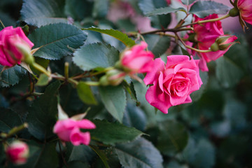 Pink roses flowers, beautiful card with nature background
