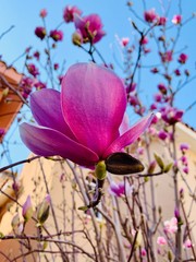 blossoming of magnolia trees during spring in the garden