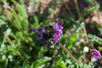 Flores silvestres rosadas