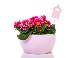 Blooming pink primrose in flower pot wirh birdhouse decoration isolated on white background