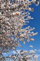 Flores de almendro en febrero