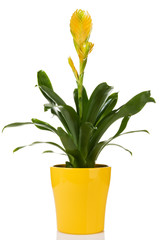Yellow potted Vriesea bromeliad plant isolated on white background