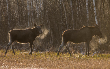 Moose © Grzegorz