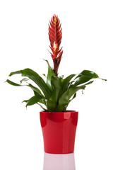 Red potted Vriesea bromeliad plant isolated on white background