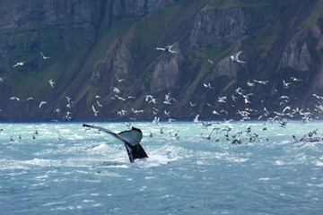 humback whales in iceland