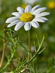 Beautiful daisies reflecting the sun's rays
