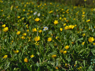 Field of Yellow Daisies