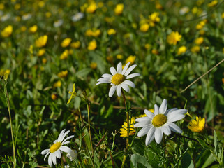 White daisies with yellow daisies out of focus