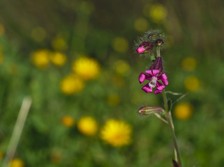 Beautiful little pink-purple flower