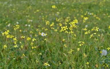 Green fields of yellow florets