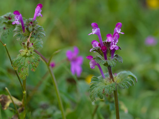 Beautiful tiny pink-purple florets