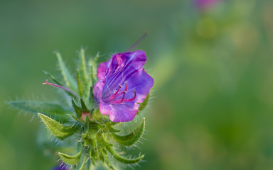 Viborera, bell-shaped violet flower