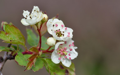 Pink anthers floating on white flowers